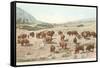 Bufffalo Herd, Yellowstone National Park-null-Framed Stretched Canvas