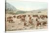 Bufffalo Herd, Yellowstone National Park-null-Stretched Canvas