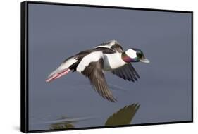 Bufflehead Drake in Flight-Hal Beral-Framed Stretched Canvas