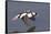 Bufflehead Drake in Flight-Hal Beral-Framed Stretched Canvas