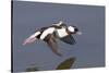 Bufflehead Drake in Flight-Hal Beral-Stretched Canvas