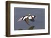 Bufflehead Drake in Flight-Hal Beral-Framed Photographic Print