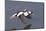 Bufflehead Drake in Flight-Hal Beral-Mounted Photographic Print