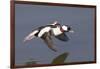Bufflehead Drake in Flight-Hal Beral-Framed Photographic Print
