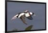 Bufflehead Drake in Flight-Hal Beral-Framed Photographic Print