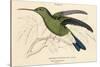 Buffon's Hummingbird-null-Stretched Canvas