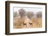 Buffon's kob (Kobus Kob) on track  in  Pendjari National Park, Benin-Christophe Courteau-Framed Photographic Print