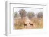 Buffon's kob (Kobus Kob) on track  in  Pendjari National Park, Benin-Christophe Courteau-Framed Photographic Print