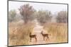 Buffon's kob (Kobus Kob) on track  in  Pendjari National Park, Benin-Christophe Courteau-Mounted Photographic Print