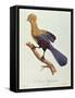 Buffon's Touraco-Jacques Barraband-Framed Stretched Canvas