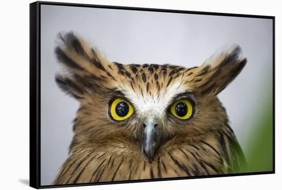 Buffy Fish Owl, Kuala Lumpur, Malaysia-Paul Souders-Framed Stretched Canvas