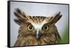 Buffy Fish Owl, Kuala Lumpur, Malaysia-Paul Souders-Framed Stretched Canvas