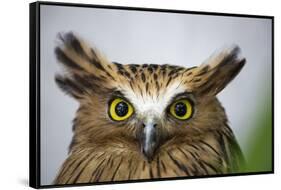 Buffy Fish Owl, Kuala Lumpur, Malaysia-Paul Souders-Framed Stretched Canvas