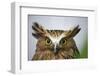 Buffy Fish Owl, Kuala Lumpur, Malaysia-Paul Souders-Framed Photographic Print