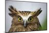 Buffy Fish Owl, Kuala Lumpur, Malaysia-Paul Souders-Mounted Photographic Print