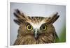 Buffy Fish Owl, Kuala Lumpur, Malaysia-Paul Souders-Framed Photographic Print