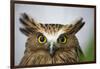 Buffy Fish Owl, Kuala Lumpur, Malaysia-Paul Souders-Framed Photographic Print