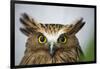 Buffy Fish Owl, Kuala Lumpur, Malaysia-Paul Souders-Framed Photographic Print