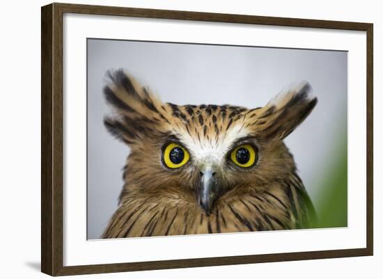 Buffy Fish Owl, Kuala Lumpur, Malaysia-Paul Souders-Framed Photographic Print