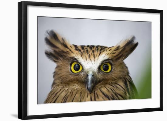 Buffy Fish Owl, Kuala Lumpur, Malaysia-Paul Souders-Framed Photographic Print