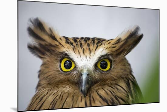 Buffy Fish Owl, Kuala Lumpur, Malaysia-Paul Souders-Mounted Photographic Print