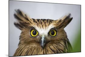 Buffy Fish Owl, Kuala Lumpur, Malaysia-Paul Souders-Mounted Photographic Print