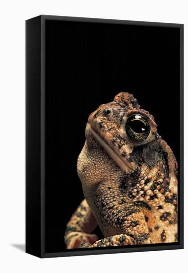 Bufo Americanus (Eastern American Toad)-Paul Starosta-Framed Stretched Canvas