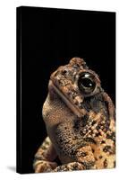 Bufo Americanus (Eastern American Toad)-Paul Starosta-Stretched Canvas