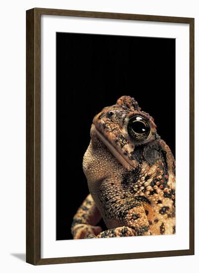 Bufo Americanus (Eastern American Toad)-Paul Starosta-Framed Photographic Print