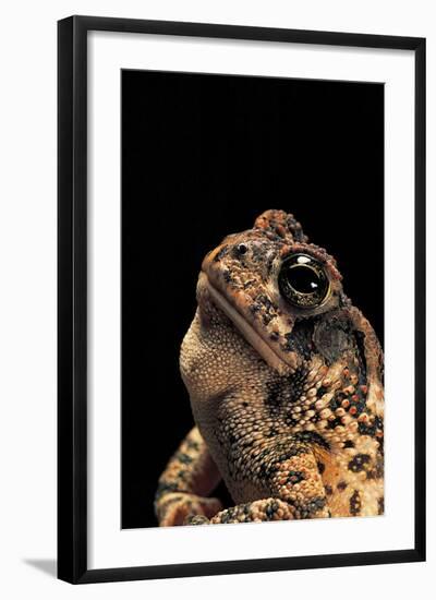 Bufo Americanus (Eastern American Toad)-Paul Starosta-Framed Photographic Print