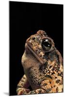 Bufo Americanus (Eastern American Toad)-Paul Starosta-Mounted Photographic Print