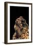 Bufo Americanus (Eastern American Toad)-Paul Starosta-Framed Photographic Print