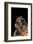 Bufo Americanus (Eastern American Toad)-Paul Starosta-Framed Photographic Print