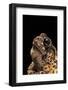 Bufo Americanus (Eastern American Toad)-Paul Starosta-Framed Photographic Print