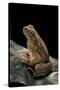 Bufo Asper (River Toad, Kodok Puru Besar)-Paul Starosta-Stretched Canvas