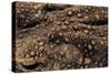 Bufo Asper (River Toad, Kodok Puru Besar)-Paul Starosta-Stretched Canvas