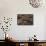 Bufo Asper (River Toad, Kodok Puru Besar)-Paul Starosta-Framed Stretched Canvas displayed on a wall