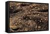 Bufo Asper (River Toad, Kodok Puru Besar)-Paul Starosta-Framed Stretched Canvas