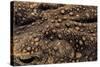 Bufo Asper (River Toad, Kodok Puru Besar)-Paul Starosta-Stretched Canvas