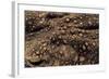 Bufo Asper (River Toad, Kodok Puru Besar)-Paul Starosta-Framed Photographic Print