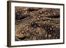 Bufo Asper (River Toad, Kodok Puru Besar)-Paul Starosta-Framed Photographic Print