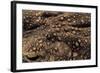 Bufo Asper (River Toad, Kodok Puru Besar)-Paul Starosta-Framed Photographic Print