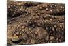Bufo Asper (River Toad, Kodok Puru Besar)-Paul Starosta-Mounted Photographic Print