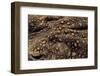 Bufo Asper (River Toad, Kodok Puru Besar)-Paul Starosta-Framed Photographic Print