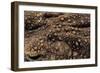 Bufo Asper (River Toad, Kodok Puru Besar)-Paul Starosta-Framed Photographic Print