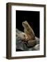 Bufo Asper (River Toad, Kodok Puru Besar)-Paul Starosta-Framed Photographic Print
