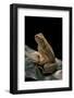 Bufo Asper (River Toad, Kodok Puru Besar)-Paul Starosta-Framed Photographic Print