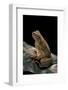 Bufo Asper (River Toad, Kodok Puru Besar)-Paul Starosta-Framed Photographic Print