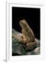 Bufo Asper (River Toad, Kodok Puru Besar)-Paul Starosta-Framed Photographic Print