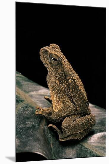 Bufo Asper (River Toad, Kodok Puru Besar)-Paul Starosta-Mounted Photographic Print